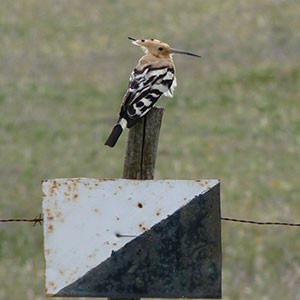 In the wild west of Spain: Extremadura & Gredos in early May